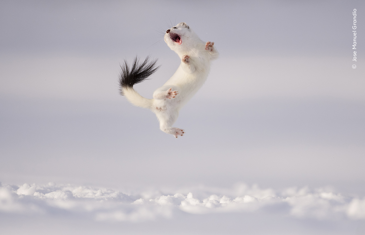 写真集 Wildlife Photographer of the Year 6冊 81j3IuSVP2L._UF1000,1000_QL80_.jpg